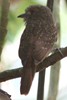 White-whiskered Puffbird (Malacoptila panamensis) - Panama