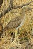 Double-striped Thick-knee (Burhinus bistriatus) - Costa-Rica