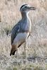 Double-striped Thick-knee (Burhinus bistriatus) - Mexico