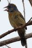 Blue Grosbeak (Passerina caerulea) - Costa-Rica