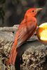 Summer Tanager (Piranga rubra) - United States
