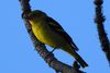 Western Tanager (Piranga ludoviciana) - Mexico