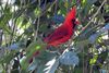 Northern Cardinal (Cardinalis cardinalis) - Mexico