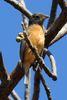 Rose-bellied Bunting (Passerina rositae) - Mexico