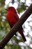 Summer Tanager (Piranga rubra) - Mexico