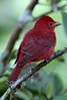 Summer Tanager (Piranga rubra) - Panama