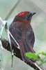 Red-throated Ant-tanager (Habia fuscicauda) - Panama