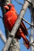 Northern Cardinal (Cardinalis cardinalis) - Canada