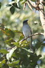 Indian Cuckooshrike (Coracina macei) - India