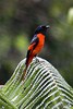 Grey-throated Minivet (Pericrocotus montanus) - Malaysia