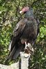 Turkey Vulture (Cathartes aura) - Mexico