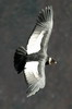 Condor des Andes (Vultur gryphus) - Prou