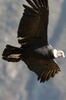 Andean Condor (Vultur gryphus) - Peru