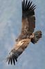 Andean Condor (Vultur gryphus) - Peru