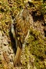 Eurasian Treecreeper (Certhia familiaris) - Ireland