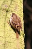 Short-toed Treecreeper (Certhia brachydactyla) - France