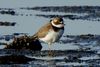 Semipalmated Plover (Charadrius semipalmatus) - Mexico