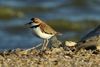 Collared Plover (Charadrius collaris) - Mexico