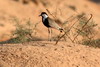 Vanneau  perons (Vanellus spinosus) - Egypte
