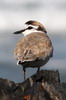 White-fronted Plover (Charadrius marginatus) - South Africa