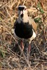 Southern Lapwing (Vanellus chilensis) - Panama