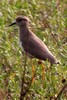 White-tailed Lapwing (Vanellus leucurus) - India