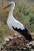 White Stork (Ciconia ciconia) - Portugal