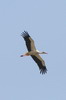 White Stork (Ciconia ciconia) - France