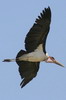 Marabou (Leptoptilos crumenifer) - Ethiopia