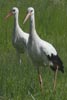 White Stork (Ciconia ciconia) - France