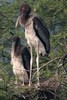 Painted Stork (Mycteria leucocephala) - India