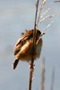 Zitting Cisticola (Cisticola juncidis) - France