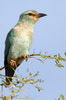 European Roller (Coracias garrulus) - Ethiopia