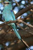 Abyssinian Roller (Coracias abyssinicus) - Ethiopia