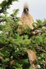 Speckled Mousebird (Colius striatus) - Ethiopia