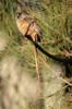 Speckled Mousebird (Colius striatus) - Ethiopia