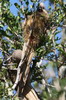 Speckled Mousebird (Colius striatus) - South Africa