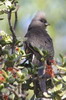 Speckled Mousebird (Colius striatus) - South Africa