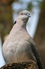 Mourning Collared-dove (Streptopelia decipiens) - Ethiopia