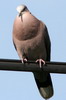 Red-eyed Dove (Streptopelia semitorquata) - Ethiopia