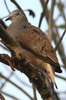 Ruddy Ground-dove (Columbina talpacoti) - Mexico