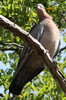 Picazuro Pigeon (Patagioenas picazuro) - Argentina