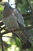 Stock Dove (Columba oenas) - France