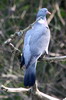 Common Woodpigeon (Columba palumbus) - Romania