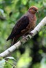 Little Cuckoo-dove (Macropygia ruficeps) - Malaysia