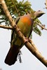 Pink-necked Green-pigeon (Treron vernans) - Malaysia