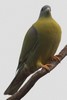 Yellow-footed Green-pigeon (Treron phoenicopterus) - India