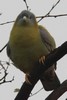 Yellow-footed Green-pigeon (Treron phoenicopterus) - India