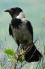 Hooded Crow (Corvus cornix) - France