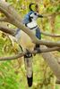 White-throated Magpie-jay (Cyanocorax formosus) - Costa-Rica